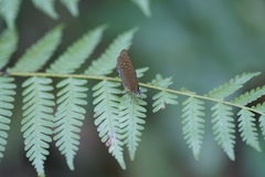 Arhopala major major