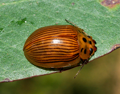 Paropsisterna intacta