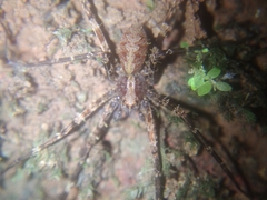 Africactenus