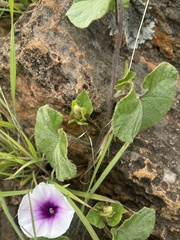 Ipomoea transvaalensis