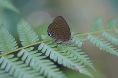 Arhopala major major