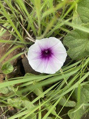 Ipomoea transvaalensis