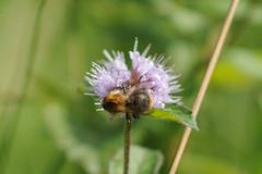 Bombus pascuorum