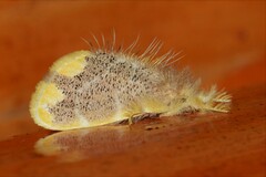 Orvasca subnotata