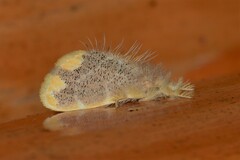 Orvasca subnotata