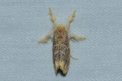 Orvasca subnotata