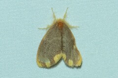 Orvasca subnotata