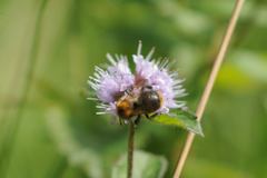 Bombus pascuorum