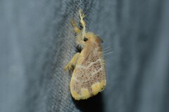 Orvasca subnotata