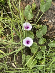 Ipomoea transvaalensis