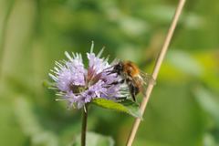 Bombus pascuorum
