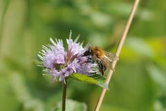 Bombus pascuorum