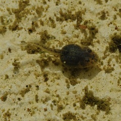Pleurodema brachyops