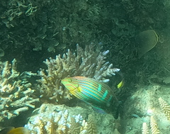 Halichoeres melanurus