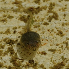 Pleurodema brachyops