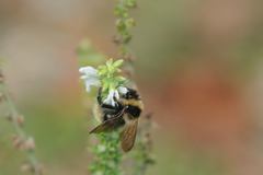 Bombus