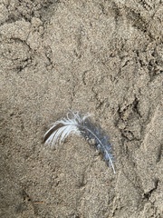 Strix uralensis