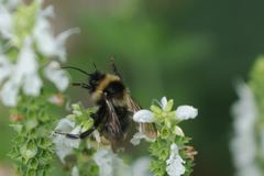 Bombus