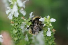 Bombus