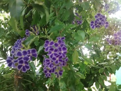 Duranta erecta