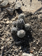 Escobaria tuberculosa