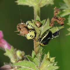 Cosmopepla conspicillaris