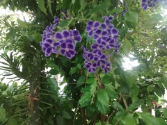 Duranta erecta
