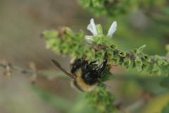 Bombus