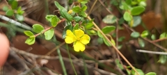 Hibbertia empetrifolia