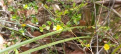 Hibbertia empetrifolia