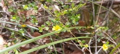 Hibbertia empetrifolia