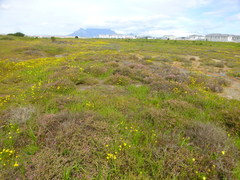 Drosanthemum hispidum