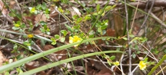 Hibbertia empetrifolia