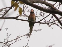 Psittacula alexandri