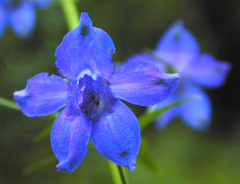 Delphinium oreganum