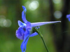 Delphinium oreganum