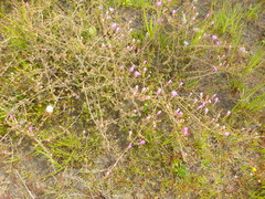 Drosanthemum hispidum