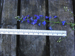 Delphinium oreganum