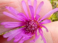 Drosanthemum hispidum
