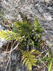 Asplenium appendiculatum