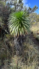 Argyroxiphium grayanum