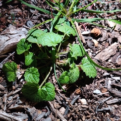 Lamium amplexicaule