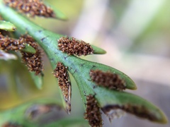 Asplenium appendiculatum