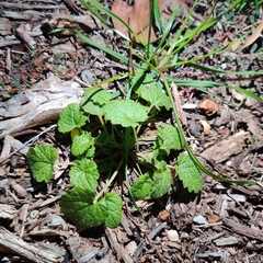 Lamium amplexicaule