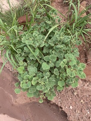 Proboscidea louisianica