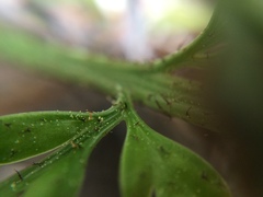Asplenium appendiculatum