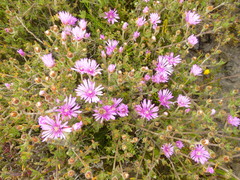 Drosanthemum hispidum