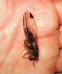 Birrima castanea