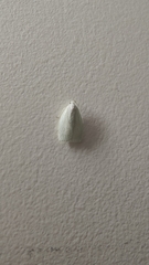 Nymphostola galactina