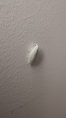 Nymphostola galactina